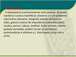 Transmissão  A  leptospirose  é primariamente uma  zoonose . Acomete roedores e outros mamíferos silvestres e é um problema veterinário relevante, atingindo animais domésticos (cães, gatos) e outros de importância econômica (bois, cavalos, porcos, cabras, ovelhas). Esses animais,  mesmo quando vacinados , podem tornar-se portadores assintomáticos e eliminar a  L. interrogans  junto com a urina.  
