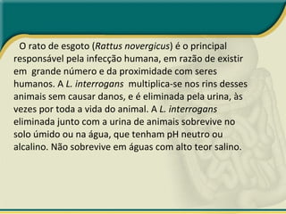 O rato de esgoto ( Rattus novergicus ) é o principal responsável pela infecção humana, em razão de existir em  grande número e da proximidade com seres humanos. A  L. interrogans   multiplica-se nos rins desses animais sem causar danos, e é eliminada pela urina, às vezes por toda a vida do animal. A  L. interrogans  eliminada junto com a urina de animais sobrevive no solo úmido ou na água, que tenham pH neutro ou alcalino. Não sobrevive em águas com alto teor salino. 