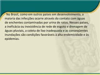 No Brasil, como em outros países em desenvolvimento, a maioria das infecções ocorre através do contato com águas de enchentes contaminadas por urina de ratos. Nesses países, a ineficácia ou inexistência de rede de esgoto e drenagem de águas pluviais, a coleta de lixo inadequada e as conseqüentes inundações são condições favoráveis à alta endemicidade e às epidemias. 