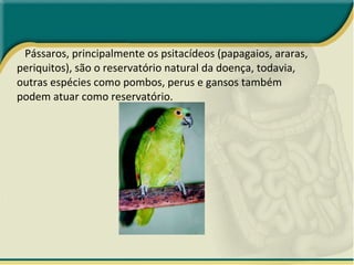 Pássaros, principalmente os psitacídeos (papagaios, araras, periquitos), são o reservatório natural da doença, todavia, outras espécies como pombos, perus e gansos também podem atuar como reservatório. 