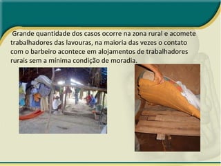 Grande quantidade dos casos ocorre na zona rural e acomete trabalhadores das lavouras, na maioria das vezes o contato com o barbeiro acontece em alojamentos de trabalhadores rurais sem a mínima condição de moradia.  