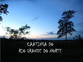 CAATINGA DO
RIO GRANDE DO NORTE
 