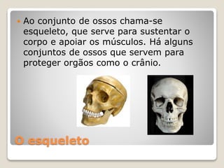 O esqueleto
 Ao conjunto de ossos chama-se
esqueleto, que serve para sustentar o
corpo e apoiar os músculos. Há alguns
conjuntos de ossos que servem para
proteger orgãos como o crânio.
 