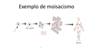 Exemplo de moisacismo
 