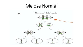 Meiose Normal
 