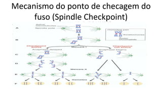 Mecanismo do ponto de checagem do
     fuso (Spindle Checkpoint)
 