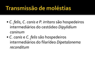 Transmissão de moléstias• C. felis, C. canis e P. irritans são hospedeiros intermediários do cestódeo Dipylidium caninum• C. canis e C. felis são hospedeiros intermediários do filarídeo Dipetalonema reconditum