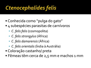 Ctenocephalides felis• Conhecida como “pulga do gato”• 4 subespécies parasitas de carnívorosC. felis felis (cosmopolita)C. felis strongylus (África)C. felis damarensis (África)C. felis orientalis (Índia à Austrália)• Coloração castanho/ preta• Fêmeas têm cerca de 2,5 mm e machos 1 mm