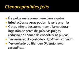 Ctenocephalides felisÉ a pulga mais comum em cães e gatosInfestações severas podem levar a anemiaGatos infestados aumentam a lambedura - ingestão de cerca de 50% das pulgas - redução da chance de encontrar as pulgas! Transmissão do cestódeo Dipylidium caninumTransmissão do filarídeo Dipetalonema reconditum