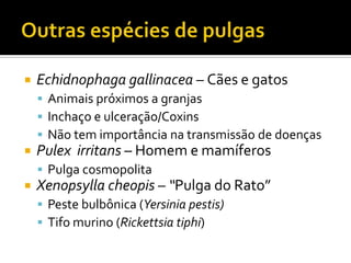 Outras espécies de pulgasEchidnophaga gallinacea – Cães e gatos Animais próximos a granjasInchaço e ulceração/CoxinsNão tem importância na transmissão de doençasPulex  irritans – Homem e mamíferosPulga cosmopolitaXenopsylla cheopis – “Pulga do Rato”Peste bulbônica (Yersinia pestis)Tifo murino (Rickettsia tiphi)
