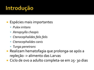 IntroduçãoEspécies mais importantesPulexirritansXenopsyllacheopisCtenocephalidesfelisfelisCtenocephalides canisTunga penetransRealizam hematofagia que prolonga-se após a repleção -> alimento das LarvasCiclo de ovo a adulto completa-se em 25- 30 dias