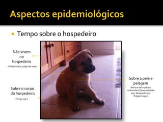 Aspectos epidemiológicosTempo sobre o hospedeiroNão vivem no hospedeiro(Pulexirritans, pulgas de aves)Sobre a pele e pelagemSobre o corpo do hospedeiroMaioria das espécies conhecidas (Ctenocephalidesspp, Xenopsyllaspp, Polygenisspp.)(Tunga spp.)