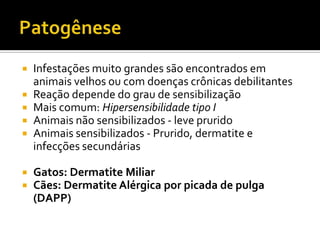 PatogêneseInfestações muito grandes são encontrados em animais velhos ou com doenças crônicas debilitantesReação depende do grau de sensibilizaçãoAnimais não sensibilizados - leve pruridoAnimais sensibilizados - Prurido, dermatite e infecções secundáriasGatos: Dermatite MiliarCães: Dermatite Alérgica por picada de pulga (DAPP)