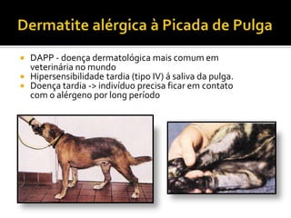 Dermatite alérgica à Picada de PulgaDAPP - doença dermatológica mais comum em veterinária no mundoHipersensibilidade tardia (tipo IV) á saliva da pulga.Doença tardia -> indivíduo precisa ficar em contato com o alérgeno por long período