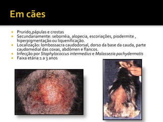 Em cãesPrurido,pápulas e crostasSecundariamente: seborréia, alopecia, escoriações, piodermite , hiperpigmentação ou liquenificação. Localização: lombossacra caudodorsal, dorso da base da cauda, parte caudomedial das coxas, abdômen e flancos. Infecção por Staphylococcus intermedius e Malassezia pachydermatisFaixa etária:1 a 3 anos 