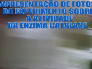APRESENTAÇÃO DE FOTOS  DO EXPERIMENTO SOBRE A ATIVIDADE  DA ENZIMA CATALASE.  