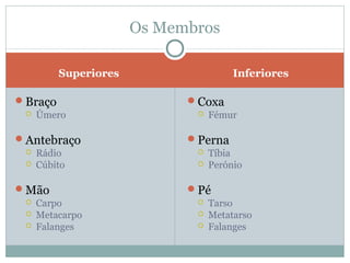 Os Membros

         Superiores                   Inferiores

Braço                      Coxa
    Úmero                      Fémur

Antebraço                  Perna
    Rádio                      Tíbia
    Cúbito                     Perónio

Mão                        Pé
    Carpo                      Tarso
    Metacarpo                  Metatarso
    Falanges                   Falanges
 