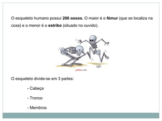 O esqueleto humano possui 206 ossos. O maior é o fémur (que se localiza na
coxa) e o menor é o estribo (situado no ouvido).




O esqueleto divide-se em 3 partes:

        - Cabeça

        - Tronco

        - Membros
 