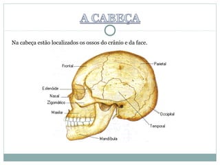 Na cabeça estão localizados os ossos do crânio e da face.
 