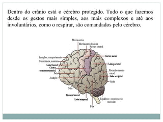 Dentro do crânio está o cérebro protegido. Tudo o que fazemos
desde os gestos mais simples, aos mais complexos e até aos
involuntários, como o respirar, são comandados pelo cérebro.
 