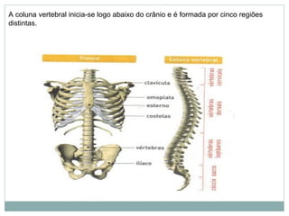 A coluna vertebral inicia-se logo abaixo do crânio e é formada por cinco regiões
distintas.
 