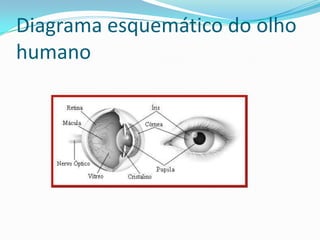 Diagrama esquemático do olho
humano
 
