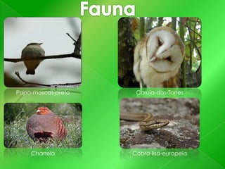 Papa-moscas preto

Coruja-das-Torres

Charrela

Cobra-lisa-europeia

 