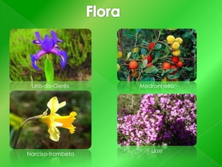 Lírio-do-Gerês

Narciso-trombeta

Medronheiro

Urze

 