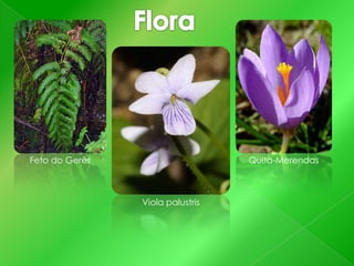 Feto do Gerês

Quita-Merendas

Viola palustris

 