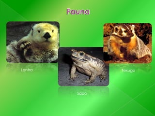 Lontra

Texugo

Sapo

 