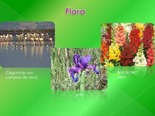 Bocas de
lobo

Cegonhas nos
campos de arroz

Lírio

 