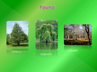 Amieiro

Vidoeiro
Salgueiro

 