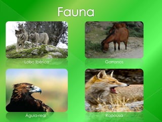 Lobo Ibérico

Garranos

Águia-real

Rapousa

 