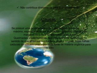 Não contribua diretamente para o desmatamento.CausasSe possuir uma propriedade com mata original, preserve-a ao máximo, especialmente em se tratando de matas ciliares (nas margens de cursos e reservatórios de água). Queimadas, evidentemente, são intensamente destrutivas no sentido de que eliminam a cobertura vegetal original, cujas folhas caducas constituem uma importante fonte de matéria orgânica para o solo.