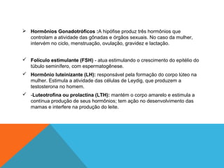  Hormônios Gonadotróficos :A hipófise produz três hormônios que
controlam a atividade das gônadas e órgãos sexuais. No caso da mulher,
intervém no ciclo, menstruação, ovulação, gravidez e lactação.
 Folículo estimulante (FSH) - atua estimulando o crescimento do epitélio do
túbulo seminífero, com espermatogênese.
 Hormônio luteinizante (LH): responsável pela formação do corpo lúteo na
mulher. Estimula a atividade das células de Leydig, que produzem a
testosterona no homem.
 -Luteotrofina ou prolactina (LTH): mantém o corpo amarelo e estimula a
contínua produção de seus hormônios; tem ação no desenvolvimento das
mamas e interfere na produção do leite.
 