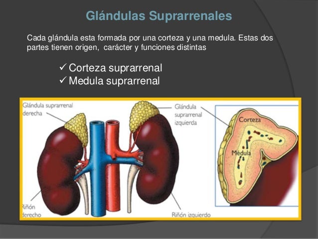 Glándulas Suprarrenales y Enfermedades - Fisiologia