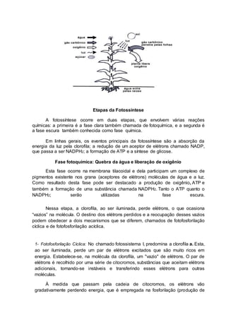 Etapas da Fotossíntese
A fotossíntese ocorre em duas etapas, que envolvem várias reações
químicas: a primeira é a fase clara também chamada de fotoquímica, e a segunda é
a fase escura também conhecida como fase química.
Em linhas gerais, os eventos principais da fotossíntese são a absorção da
energia da luz pela clorofila; a redução de um aceptor de elétrons chamado NADP,
que passa a ser NADPH2; a formação de ATP e a síntese de glicose.
Fase fotoquímica: Quebra da água e liberação de oxigênio
Esta fase ocorre na membrana tilacoidal e dela participam um complexo de
pigmentos existente nos grana (aceptores de elétrons) moléculas de água e a luz.
Como resultado desta fase pode ser destacado a produção de oxigênio, ATP e
também a formação de uma substância chamada NADPH2. Tanto o ATP quanto o
NADPH2; serão utilizadas na fase escura.
Nessa etapa, a clorofila, ao ser iluminada, perde elétrons, o que ocasiona
“vazios” na molécula. O destino dos elétrons perdidos e a reocupação desses vazios
podem obedecer a dois mecanismos que se diferem, chamados de fotofosforilação
cíclica e de fotofosforilação acíclica.
1- Fotofosforilação Cíclica: No chamado fotossistema I, predomina a clorofila a. Esta,
ao ser iluminada, perde um par de elétrons excitados que são muito ricos em
energia. Estabelece-se, na molécula da clorofila, um "vazio" de elétrons. O par de
elétrons é recolhido por uma série de citocromos, substâncias que aceitam elétrons
adicionais, tornando-se instáveis e transferindo esses elétrons para outras
moléculas.
À medida que passam pela cadeia de citocromos, os elétrons vão
gradativamente perdendo energia, que é empregada na fosforilação (produção de
 