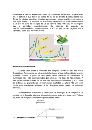 amarelada. A clorofila a ocorre em todos os organismos fotossintéticos que liberam
O2. A clorofila b, cujo teor é de cerca de 1/3 do da clorofila a, está presente nas
folhas de plantas superiores (plantas que possuem vasos condutores de seiva) e
nas algas verdes. Os máximos de absorção (comprimento de onda correspondente
a um pico na curva de absorção de luz) da clorofila a são 420 e 660 nm nas regiões
azul e vermelho, respectivamente. Os máximos de absorção da
clorofila b correspondem, respectivamente, a 435 e 643 nm nas regiões azul e
vermelho, como está ilustrado abaixo.
4- Intensidade Luminosa;
Quando uma planta é colocada em completa escuridão, ela não realiza
fotossíntese. Aumentando-se a intensidade luminosa, a taxa da fotossíntese também
aumenta. Todavia, a partir de certo ponto, novos aumentos na intensidade de
iluminação não são acompanhados por elevação na taxa da fotossíntese. A
intensidade luminosa deixa de ser um fator limitante da fotossíntese quando todos
os sistemas de pigmentos já estiverem sendo excitados e a planta não tem como
captar essa quantidade adicional de luz. Atingiu-se então o ponto de saturação
luminosa.
Aumentando-se ainda mais a intensidade de exposição à luz, chega-se a um
ponto a partir do qual a atividade fotossintética passa a não acontecer mais. Trata-se
do ponto de inibição da fotossíntese pelo excesso de luz.
5- Compensação fótica e fotoperiodísmo;
 