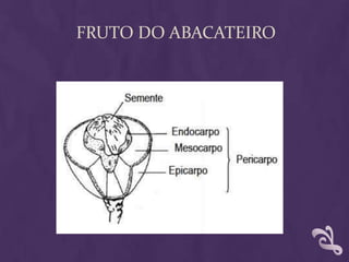 Fruto do abacateiro
