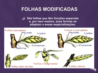 Folhas ModificadasSão folhas que têm funções especiais e, por isso mesmo, suas formas se adaptam a essas especializações.