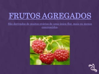 FRUTOS AGREGADOSSão derivados de muitos ovários de uma única flor, mais ou menos concrescidos. 
