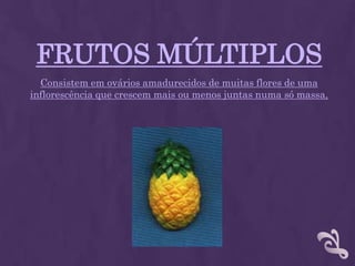 FRUTOS MÚLTIPLOSConsistem em ovários amadurecidos de muitas flores de uma inflorescência que crescem mais ou menos juntas numa só massa, 