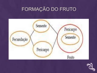 FORMAÇÃO DO FRUTO