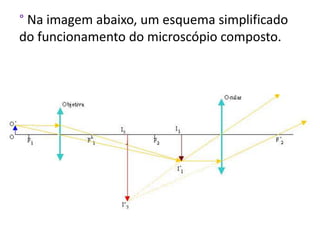 ° Na imagem abaixo, um esquema simplificado
do funcionamento do microscópio composto.
 