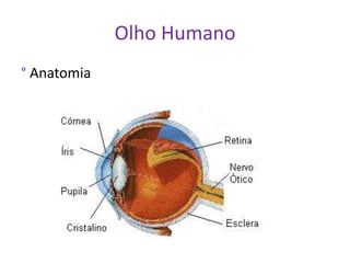 Olho Humano
° Anatomia
 