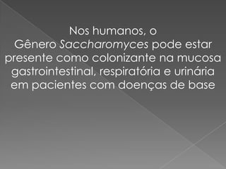 Nos humanos, o
  Gênero Saccharomyces pode estar
presente como colonizante na mucosa
 gastrointestinal, respiratória e urinária
 em pacientes com doenças de base
 