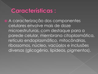    A caracterização dos componentes
    celulares envolve mais de doze
    microestruturas, com destaque para a
    parede celular, membrana citoplasmática,
    retículo endoplasmático, mitocôndrias,
    ribossomos, núcleo, vacúolos e inclusões
    diversas (glicogênio, lipídeos, pigmentos).
 