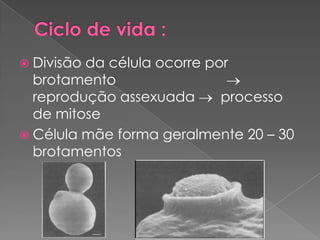 Divisãoda célula ocorre por
  brotamento
  reprodução assexuada      processo
  de mitose
 Célula mãe forma geralmente 20 – 30
  brotamentos
 