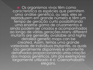     Os organismos vivos têm como
  característica as espécies que permitem
    uma análise genética, ou seja, eles se
 reproduzem em grande número e têm um
   tempo de geração curto possibilitando
    uma enorme gama de cruzamentos e
ainda podem ser criados e acompanhados
ao longo de várias gerações.Many different
mutants are generally available and highly
       detailed genetic maps can be
     created. Assim, temos uma grande
variedade de indivíduos mutantes, os quais
   são geralmente disponíveis e altamente
 detalhados proporcionando uma criação
 dos mapas genéticos. Um dos exemplares
  largamente utilizado é o Caenorhabditis
                   elegans.
 