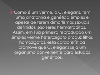  Como é um verme, o C. elegans, tem
  uma anatomia e genética simples e
  apesar de terem dimorfismos sexuais
   definidos, são seres hermafroditas.
 Assim, em sua primeira reprodução um
simples verme heterozigoto produz filhos
    homozigotos, esta característica
    promove que C. elegans seja um
  organismo conveniente para estudos
                genéticos.
 